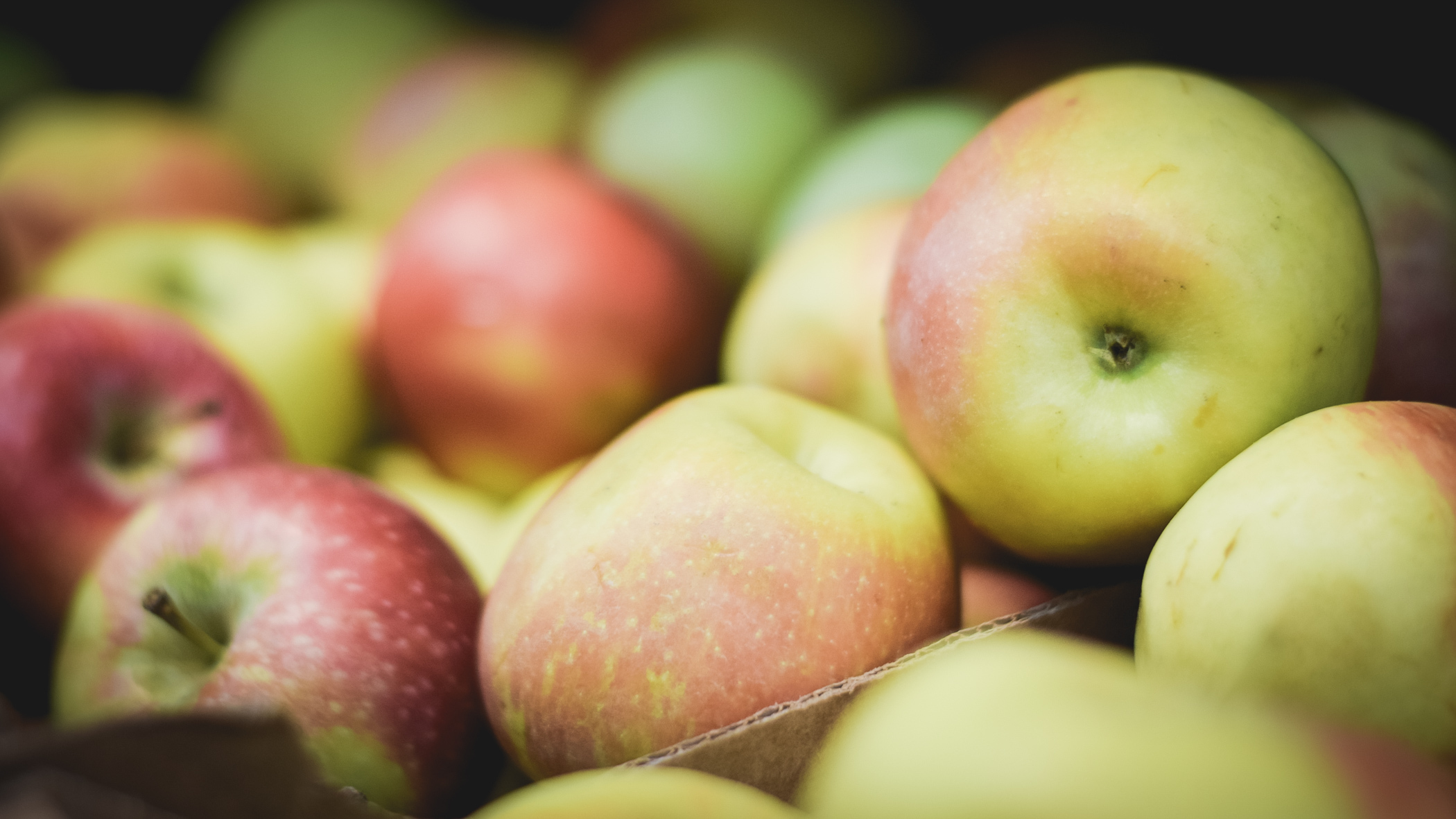 В Приморье будут выращивать яблоки по иностранным технологиям