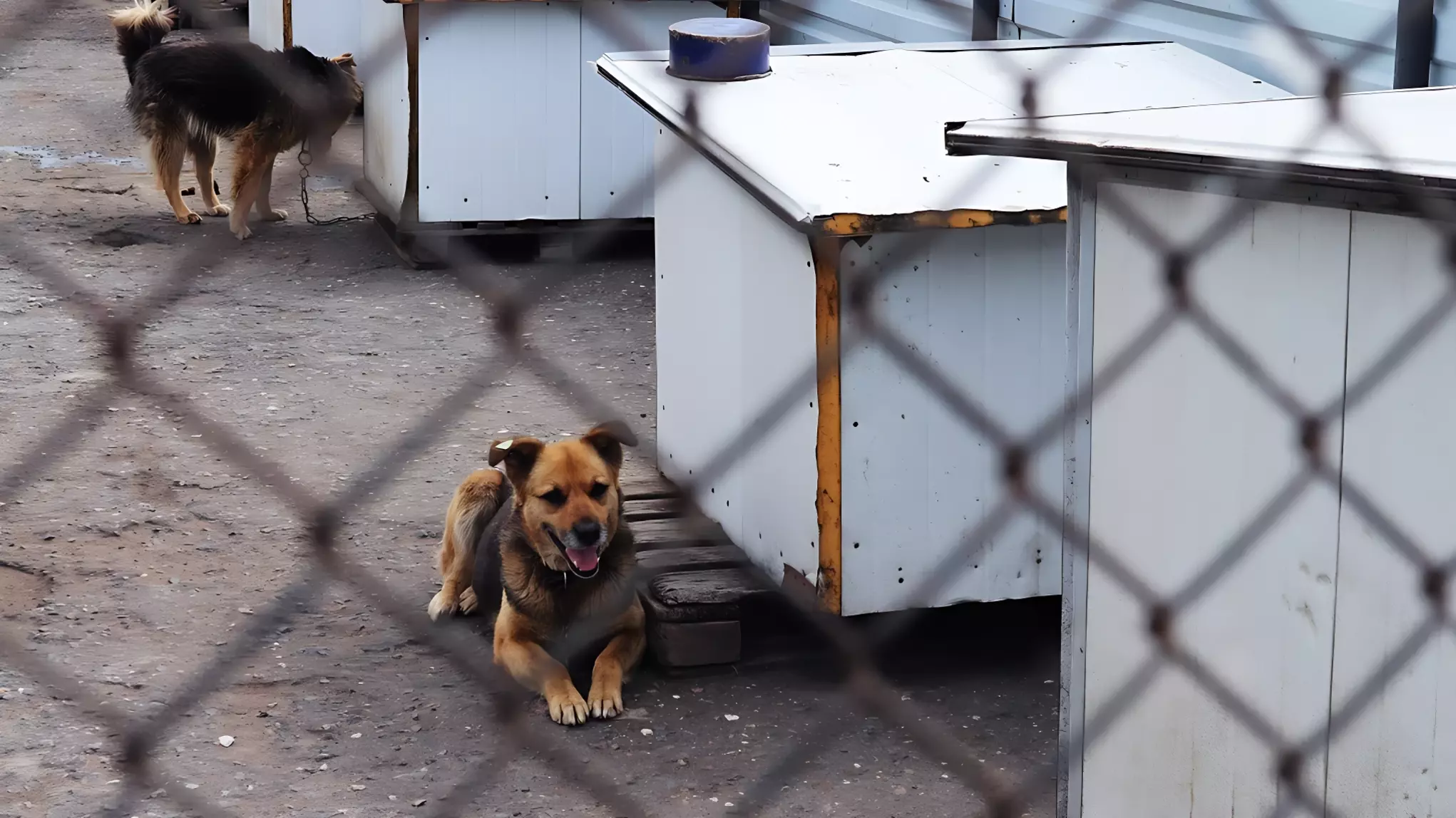 Мэрия Владивостока планирует остановить рост количества бездомных животных