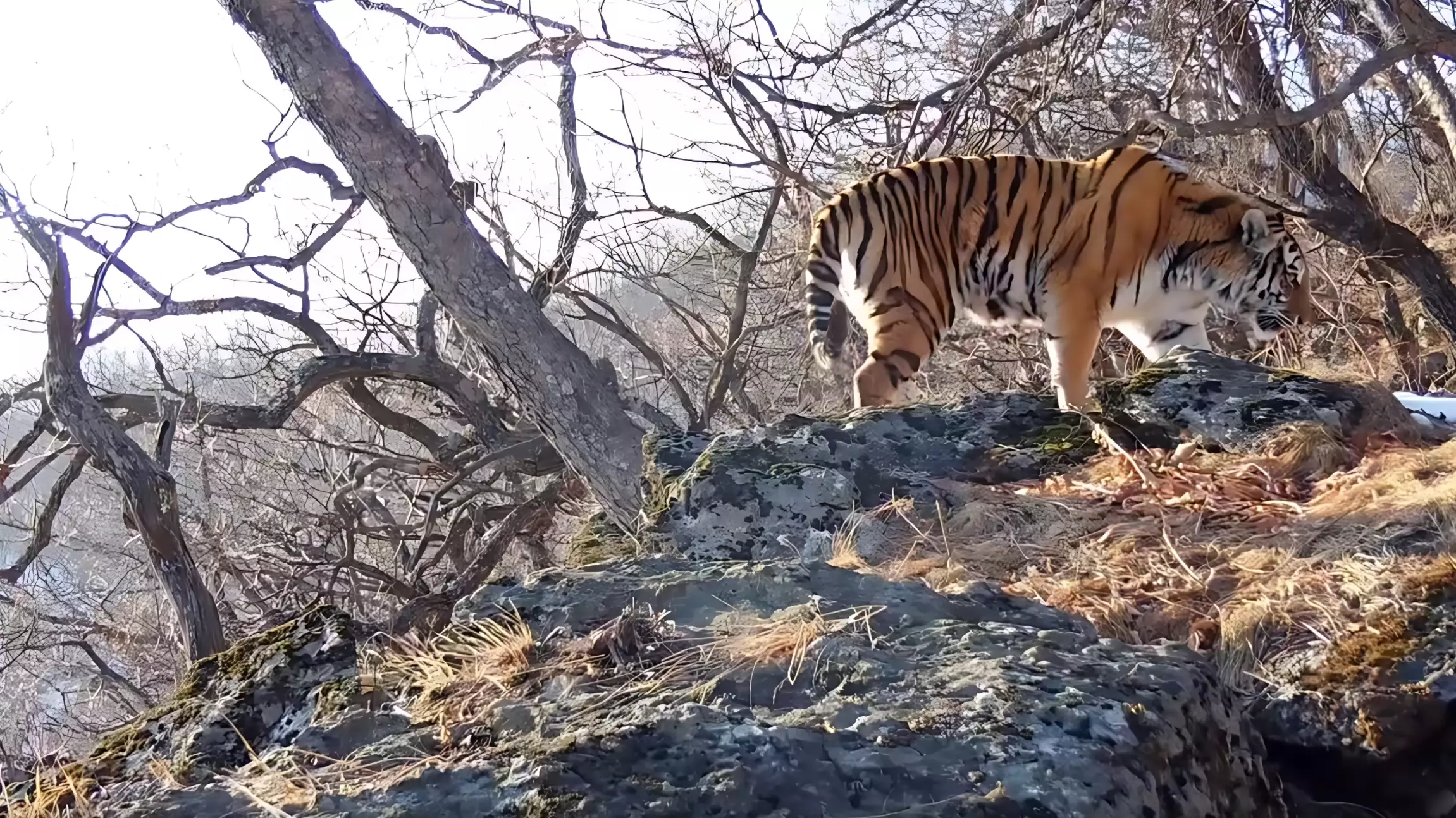 В Приморском крае краснокнижный леопард мог стать жертвой тигра