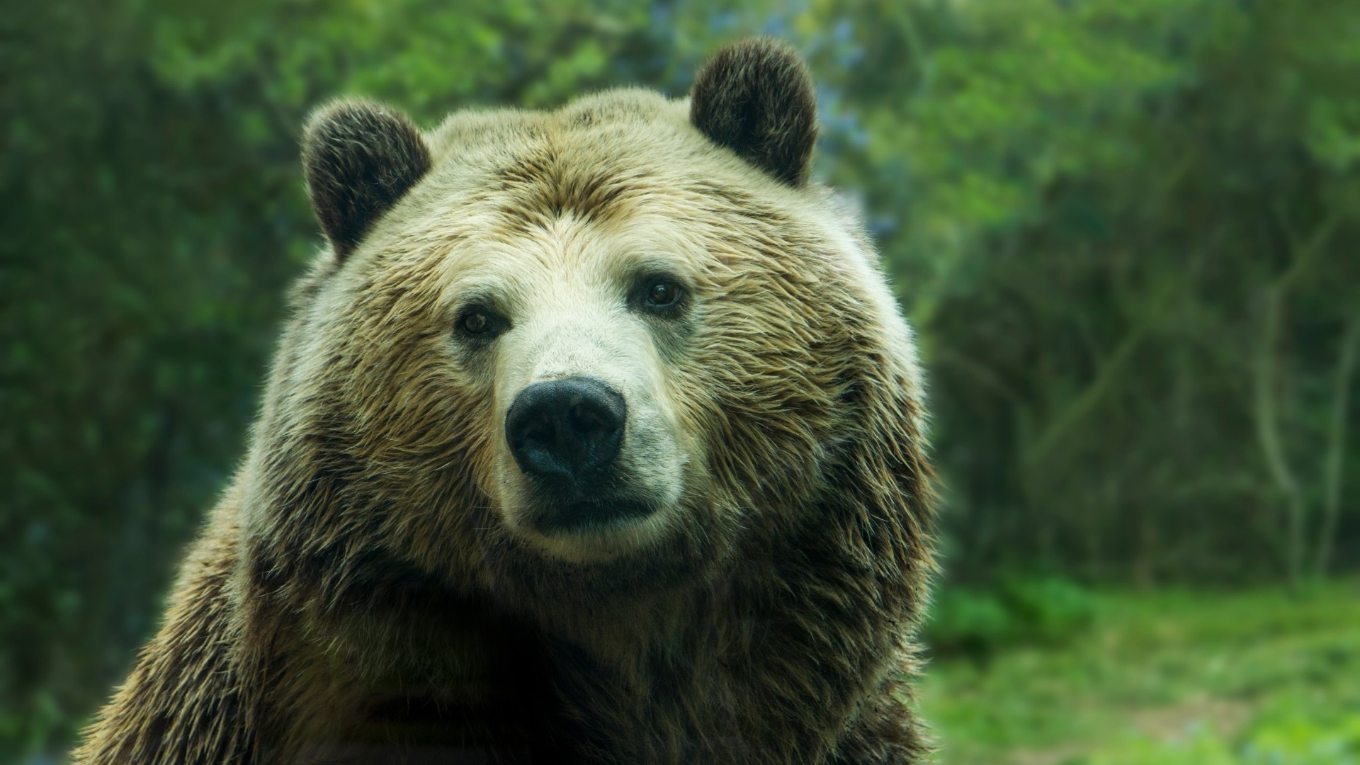 Не выходите: медведь с бидоном на голове попал на камеры в Приморье