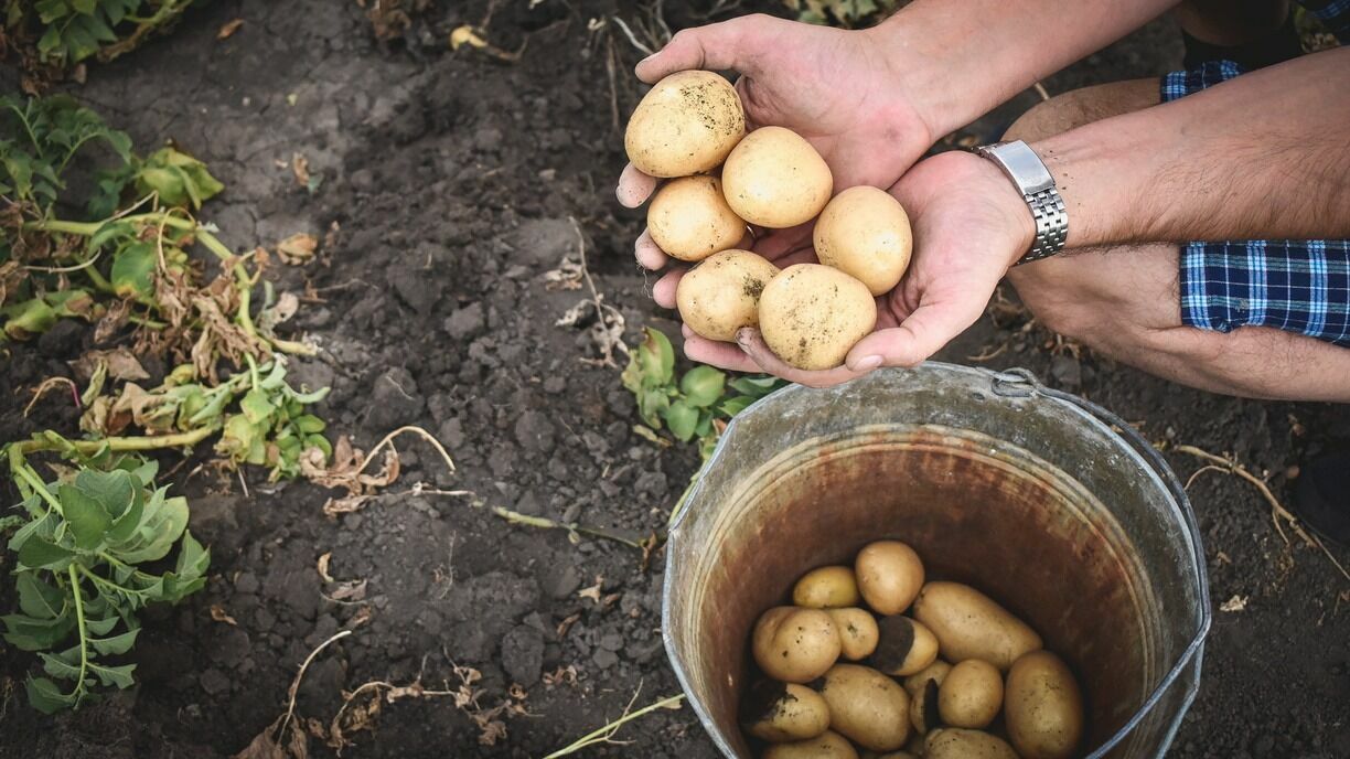 Селекционной картошкой обеспечат всех жителей Приморья