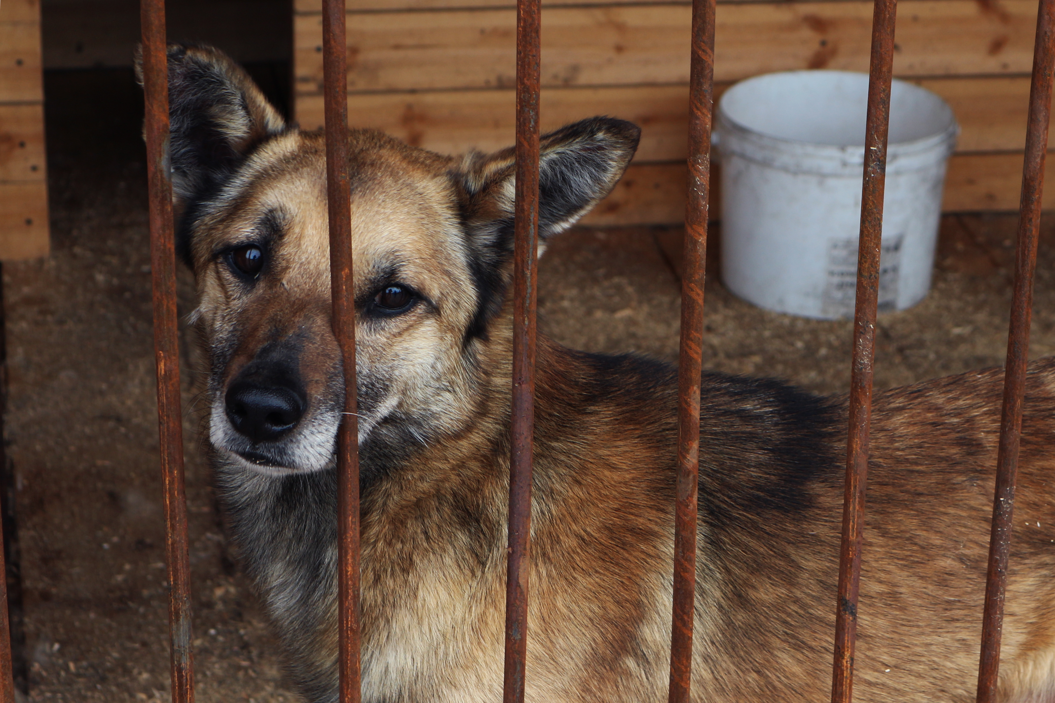 В Приморье просят отсрочку для закона о бездомных животных на два года