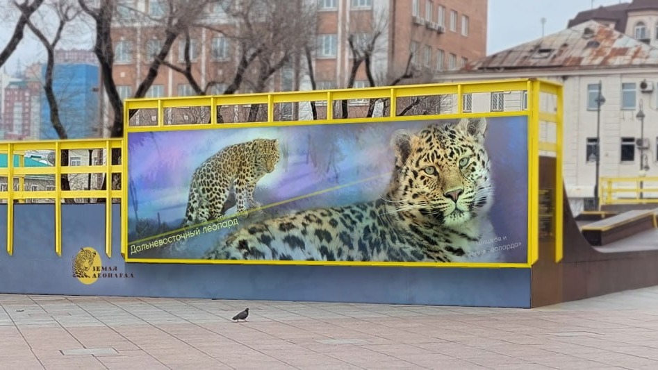 Во Владивостоке может появиться уникальное граффити с дальневосточным леопардом