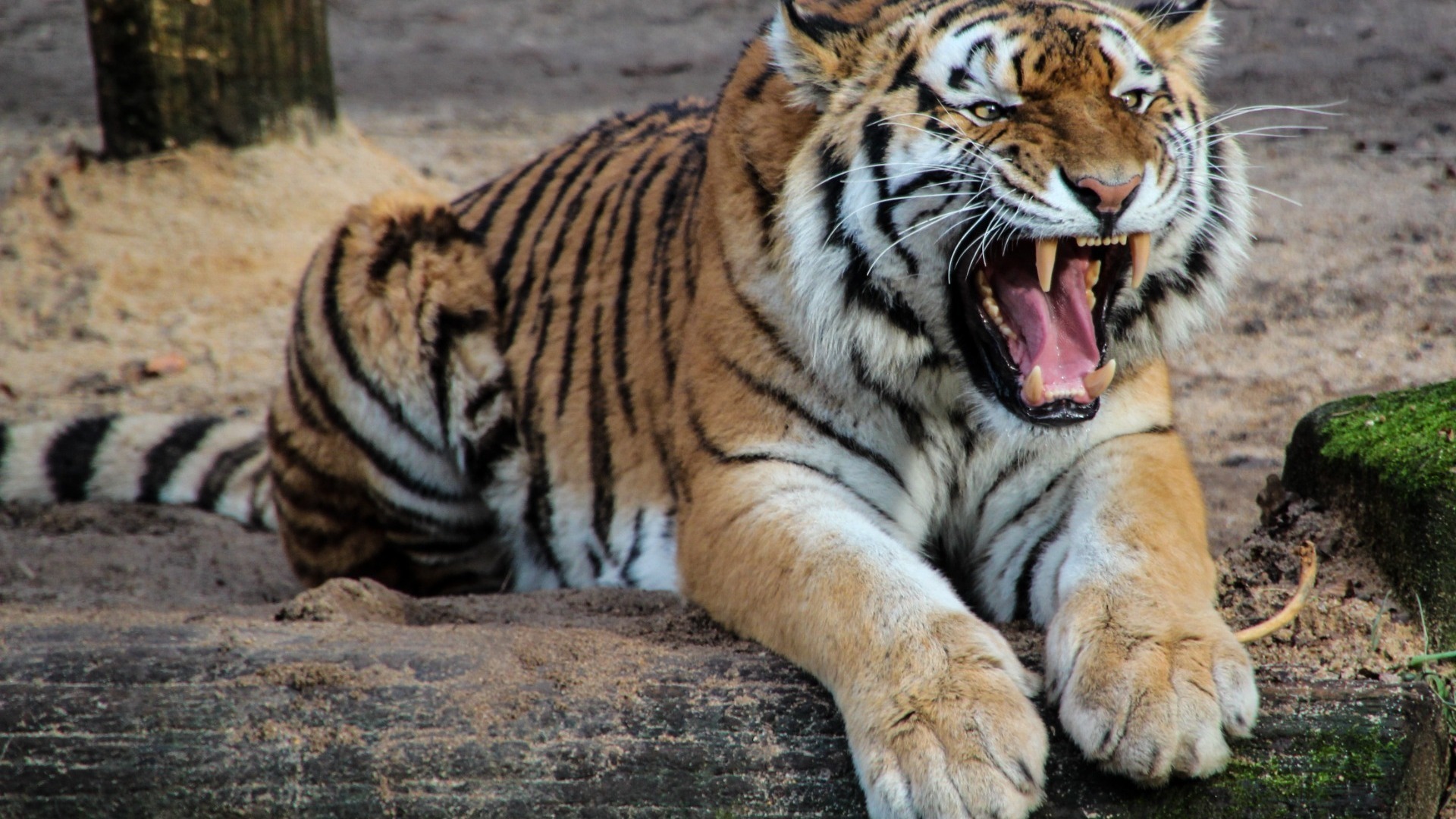 Что за паника из-за тигра в Серафимовке Приморского края? Официальные данные