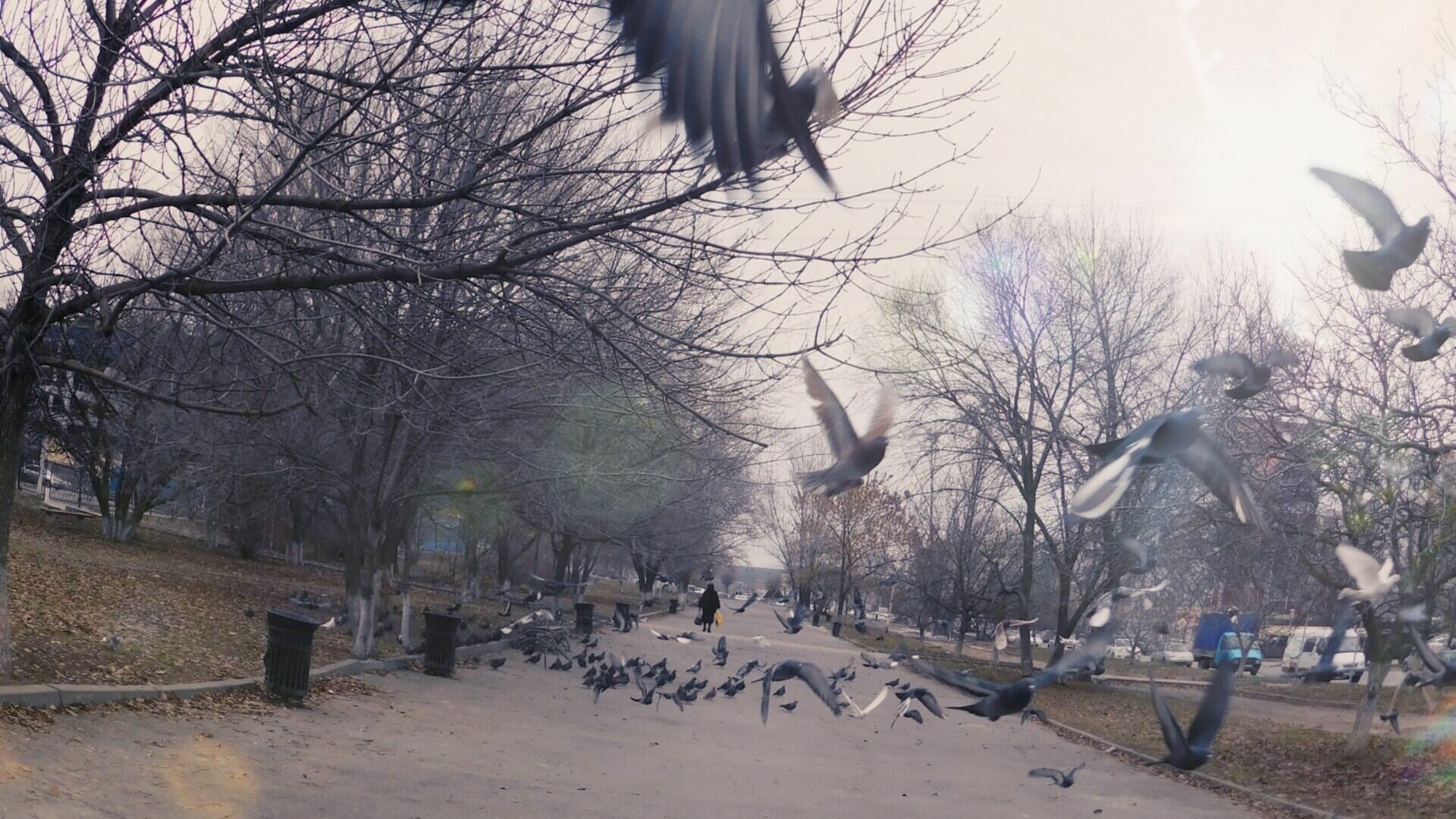 Мёртвые голуби падают на головы жителей Владивостока — видео
