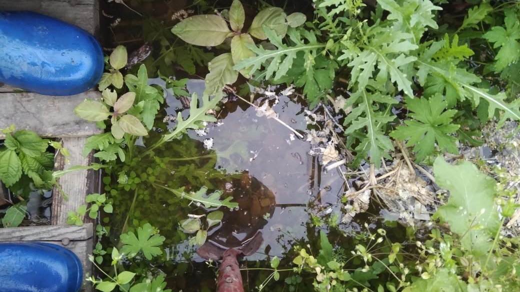 Грядки стоят в воде: ливень в Приморье огорчает дачников и фермеров — фото
