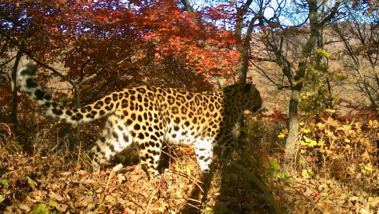 Секреты идеальной фигуры молодой самки леопарда раскрыли в Приморье