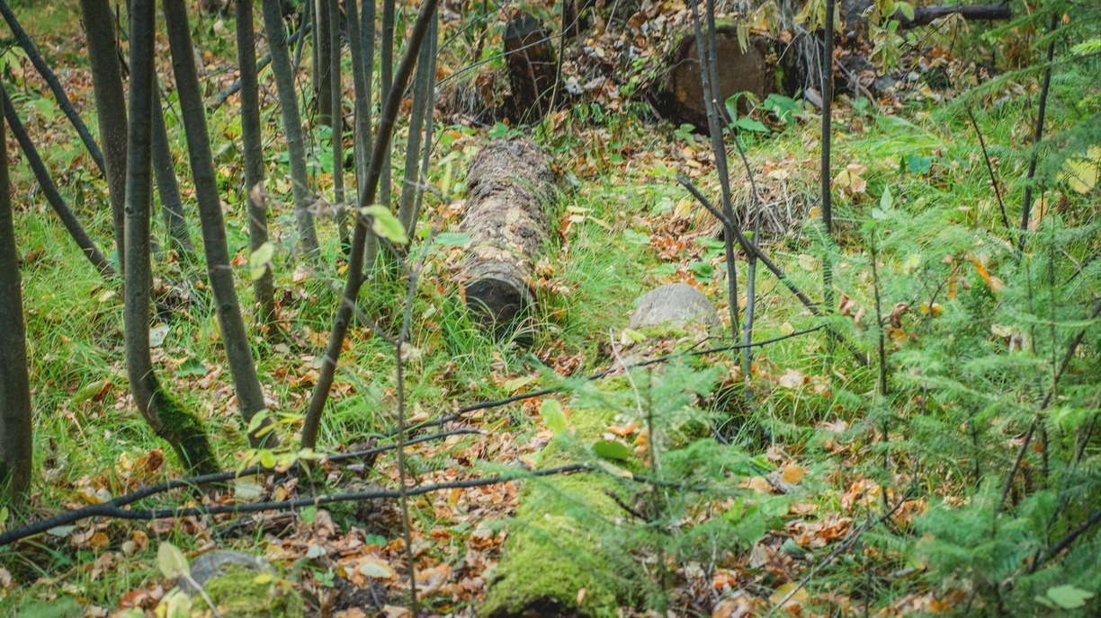 Два дня в лесу: пропавшего 69-летнего грибника удалось найти в Приморье